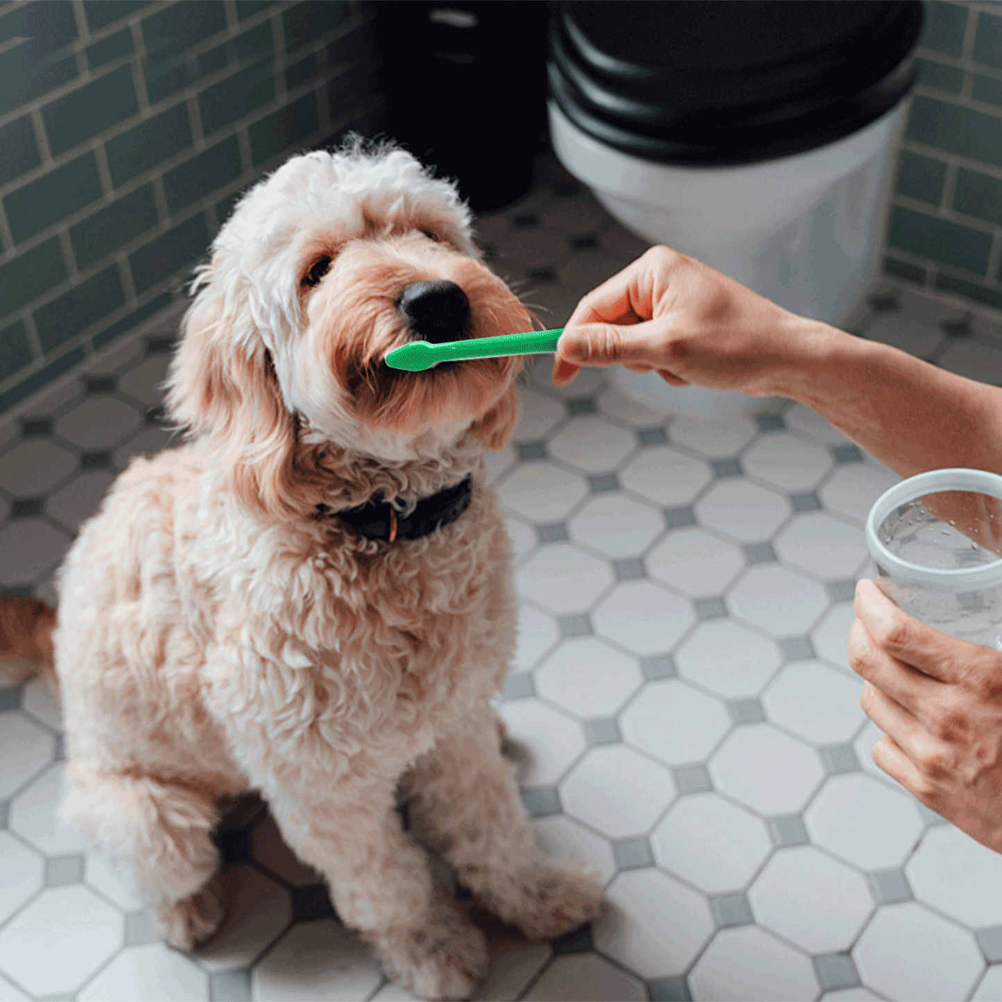 nobleza 3-in-1 Zahnpflege Set für Hunde mit Zahnbürste & 70g Zahnpasta