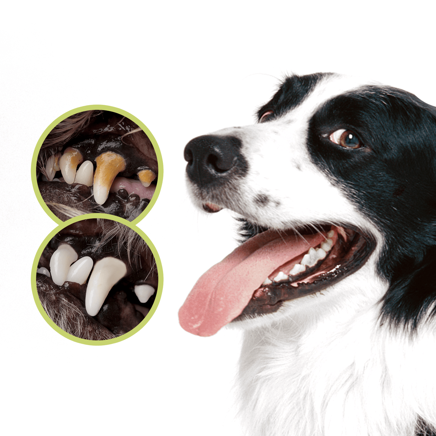 nobleza 3-in-1 Zahnpflege Set für Hunde mit Zahnbürste & 70g Zahnpasta