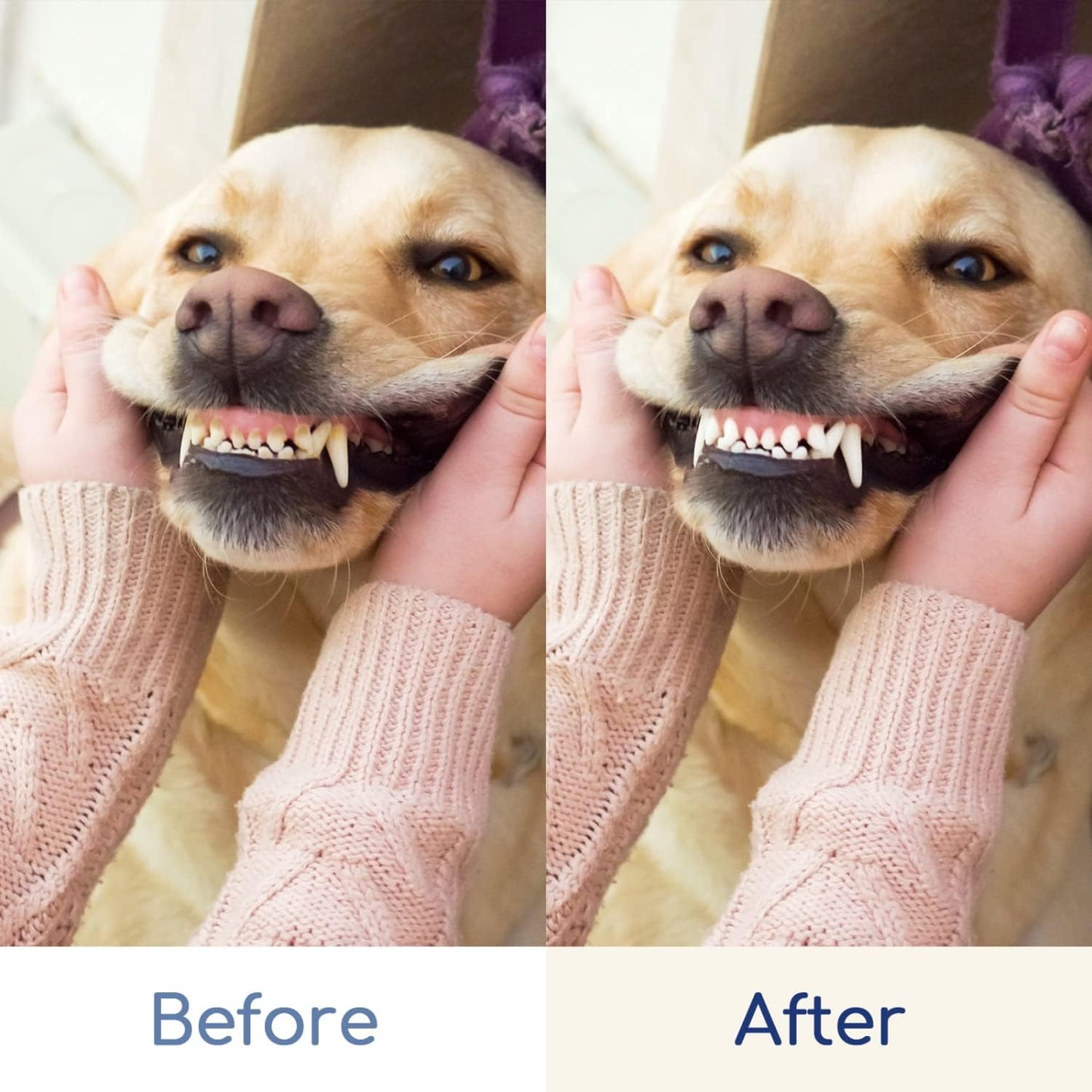 nobleza 2-in-1 Zahnpflegeset für Hunde Zahnbürste & Fingerzahnbürsten