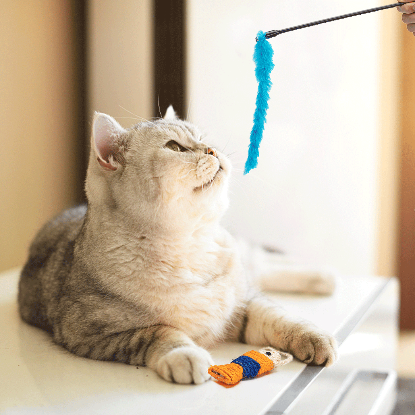 nobleza 20-teiliges Katzentunnel Spielzeug-Set für Katzen - Interaktiv und bunt