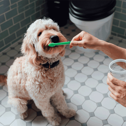 nobleza 3-in-1 Zahnpflege Set für Hunde mit Zahnbürste & 70g Zahnpasta