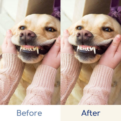 nobleza 2-in-1 Zahnpflegeset für Hunde Zahnbürste & Fingerzahnbürsten