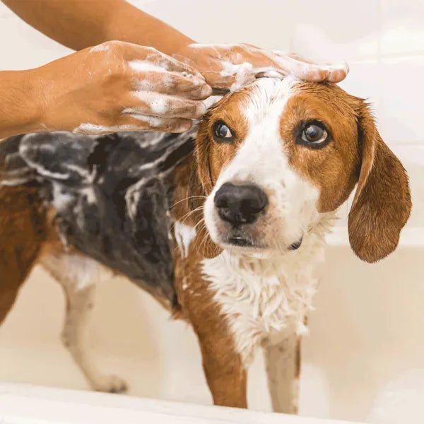 nobleza - Lotus Shampoo für Hunde 300ml
